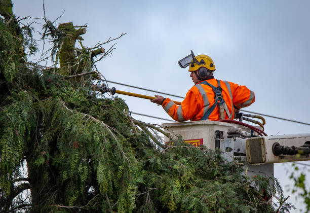 Professional Tree Care in Waverly, NE
