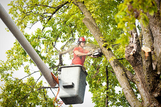 How Our Tree Care Process Works  in  Waverly, NE